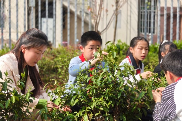 指尖采新绿 童心悟茶香